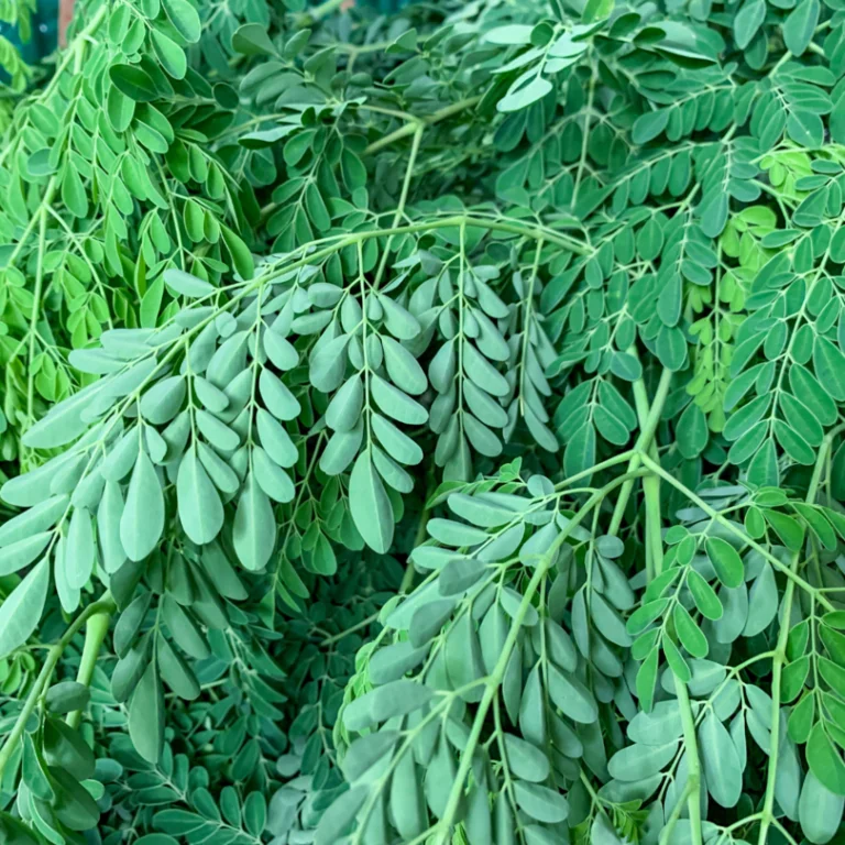 Moringa chama a atenção de produtores