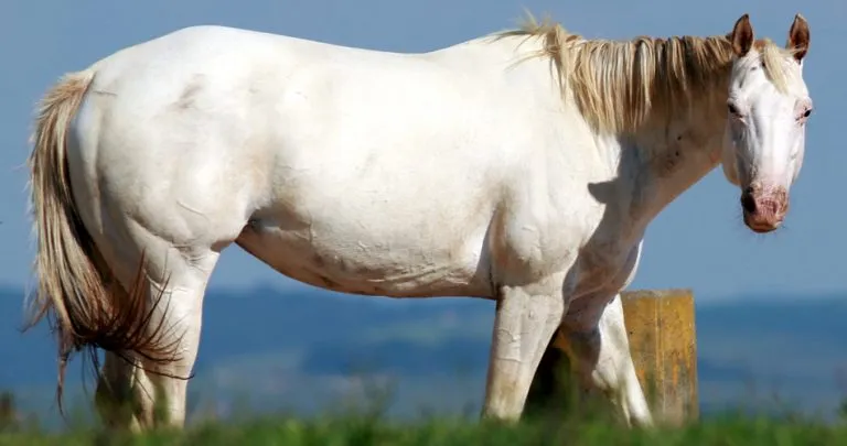 Passaporte dá agilidade ao trânsito de equídeos