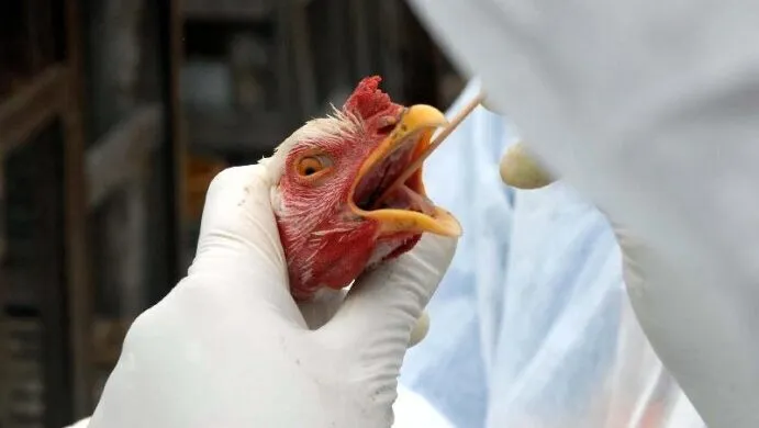 Cortes no monitoramento da gripe aviária causa preocupação global