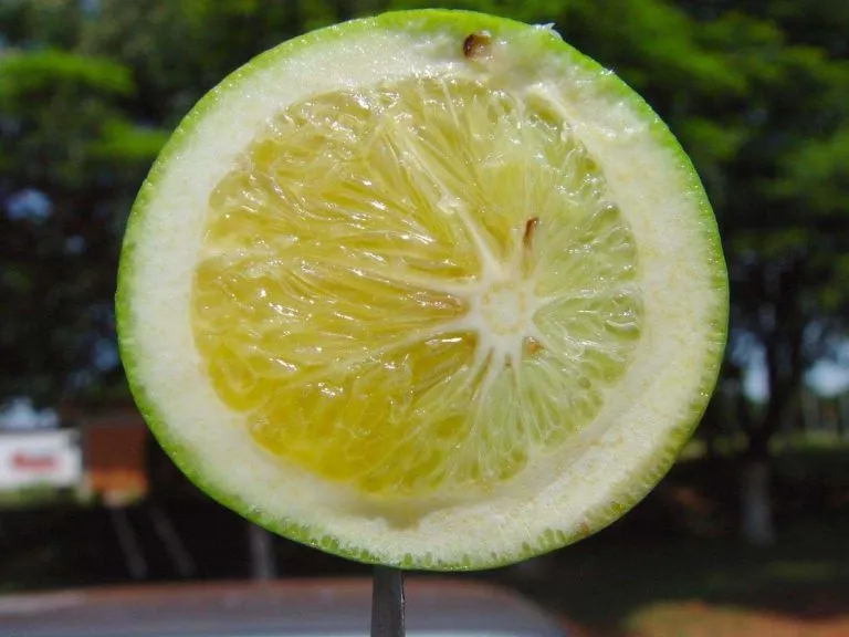 Companhia de Desenvolvimento Agrícola aperta o cerco com ações contra o greening