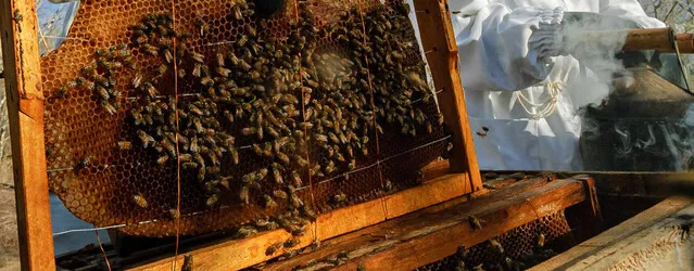 Programa encaminha 100 pequenos produtores à apicultura